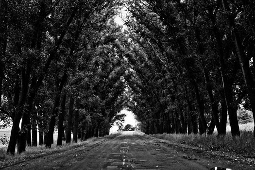 Tree Lined Road